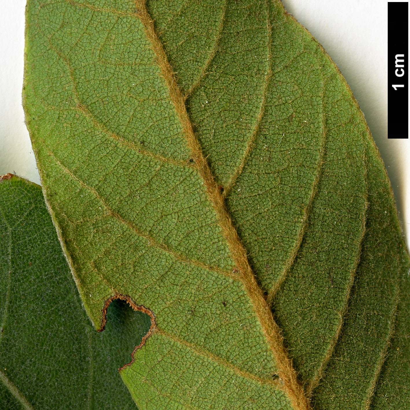 High resolution image: Family: Lauraceae - Genus: Laurus - Taxon: novocanariensis